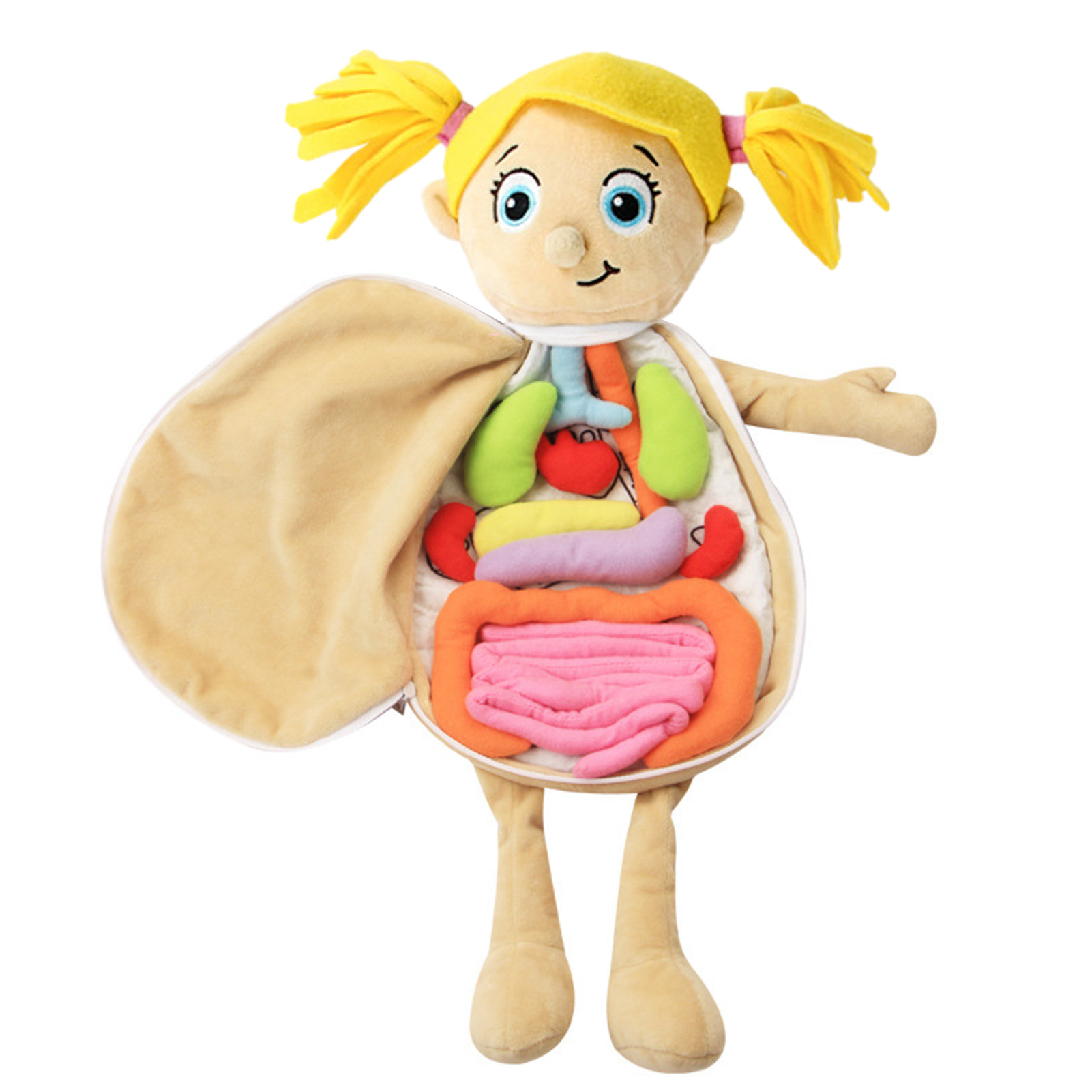 Human Body Puzzle - 3D Organs Anatomy Model Toy Body