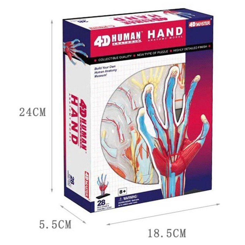 Human Body Puzzle - 4d Master Human Hand Bone muscle