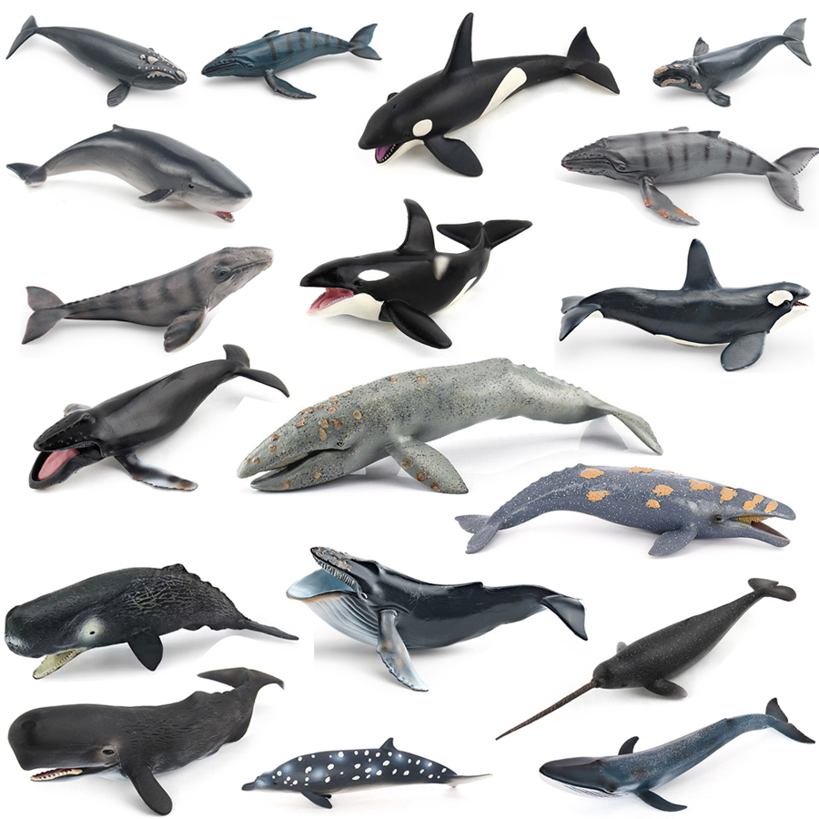 Kids Education Picture - Realistic Humpback Whale Sperm Whale Narwhal