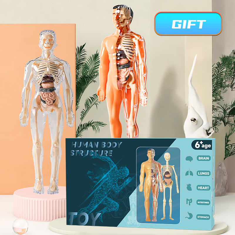 Human Body Puzzle - 3D Human Torso Model Children's Anatomical