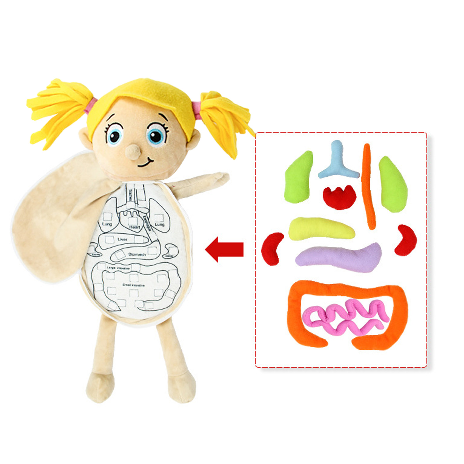 Human Body Puzzle - Kid Montessori Toys 3D Puzzle Human
