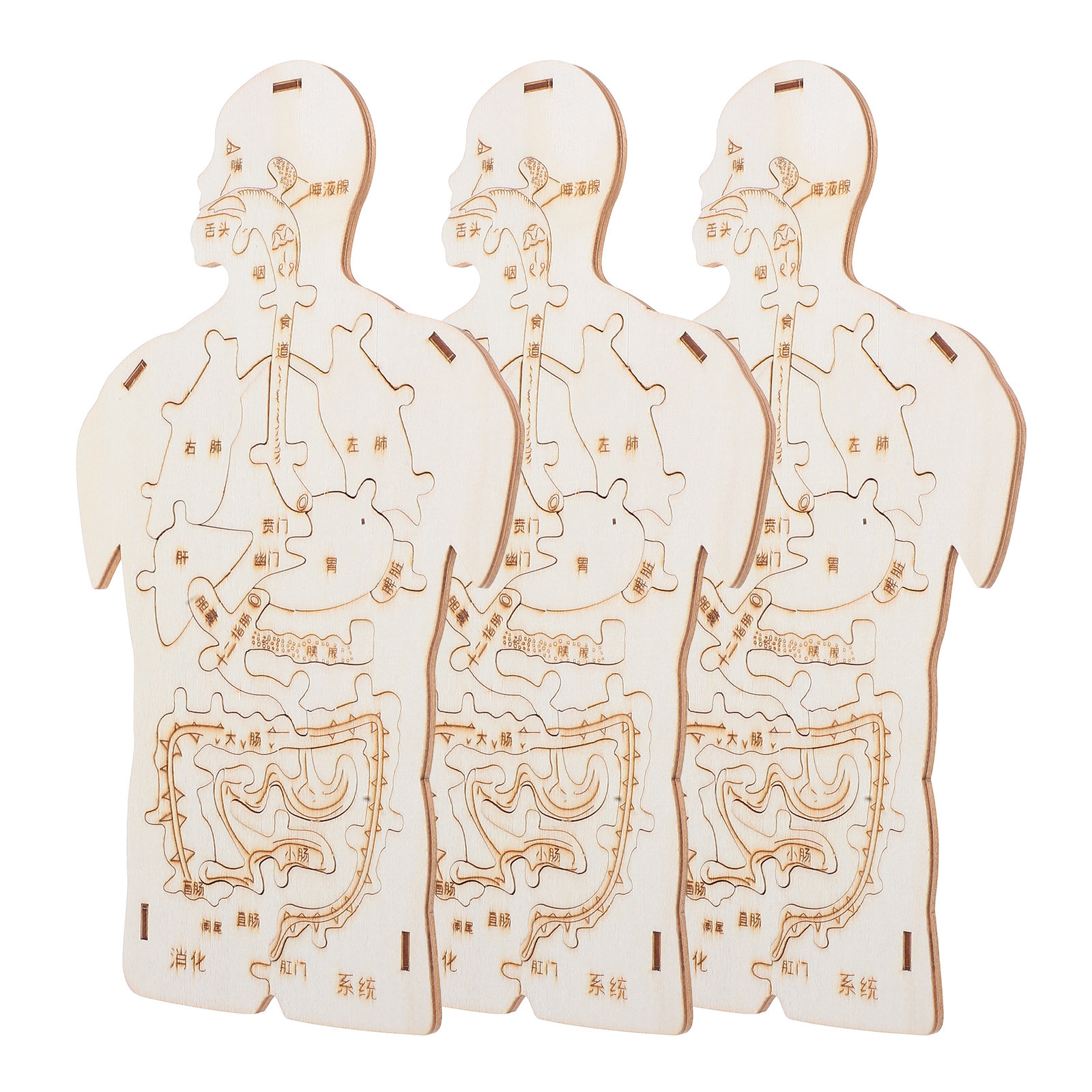 3Pcs Wooden Human Body Puzzle  - Human Body Puzzle ulasan dan harga