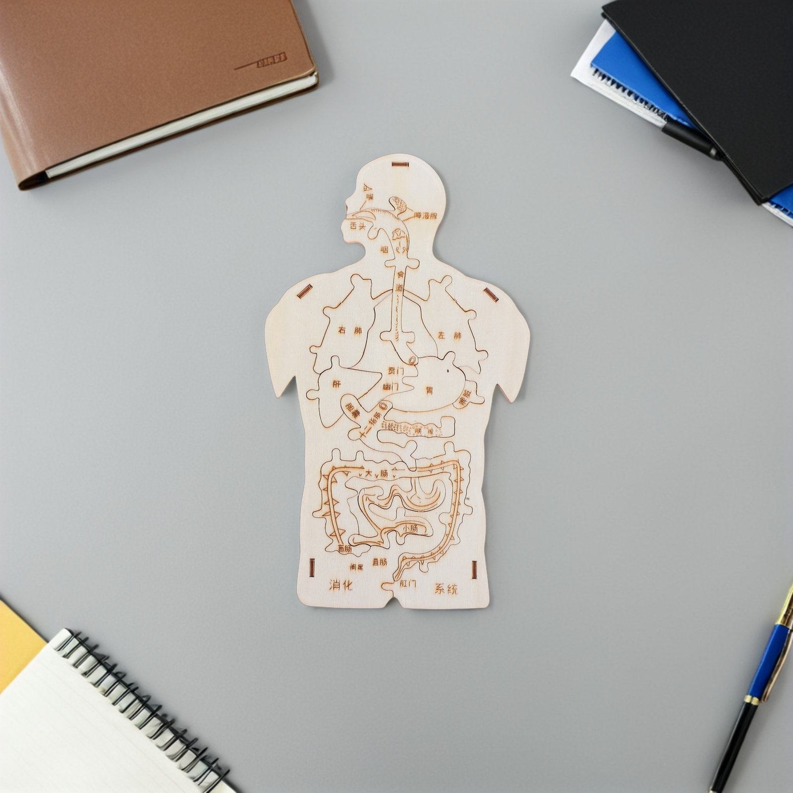 3Pcs Wooden Human Body Puzzle  - Human Body Puzzle ulasan dan harga
