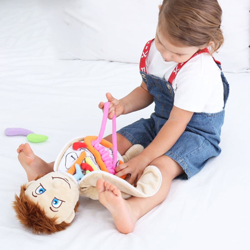 Human Viscera Cognitive Kid 3D - Human Body Puzzle ulasan dan harga