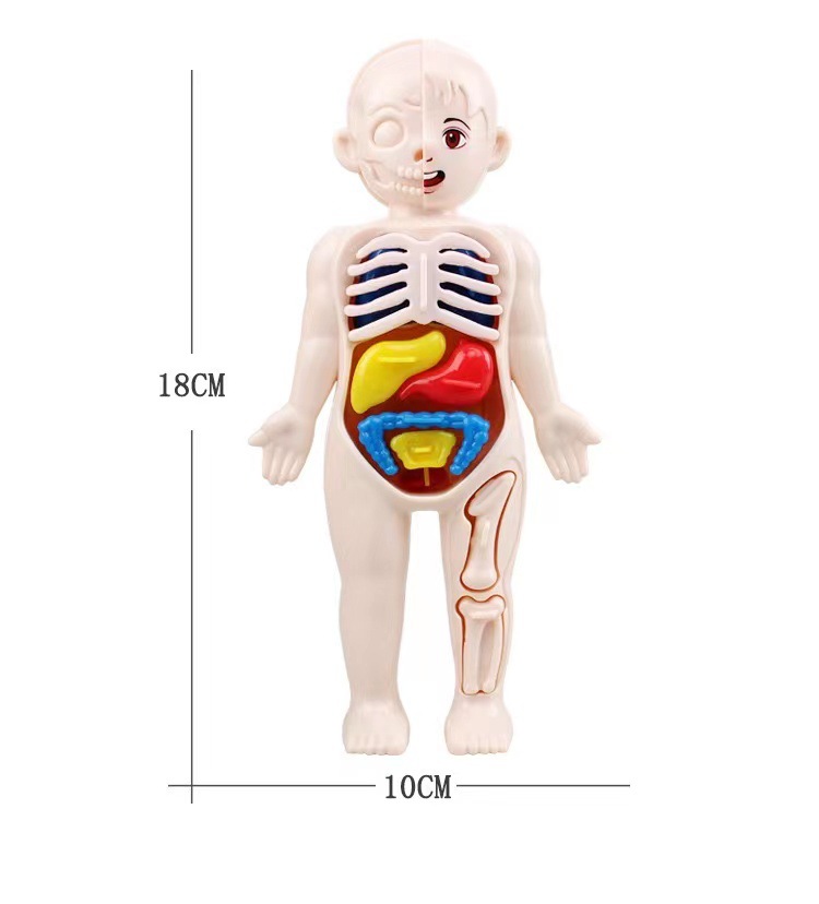 Montessori 3D Puzzle 14pcs Hum - Human Body Puzzle ulasan dan harga