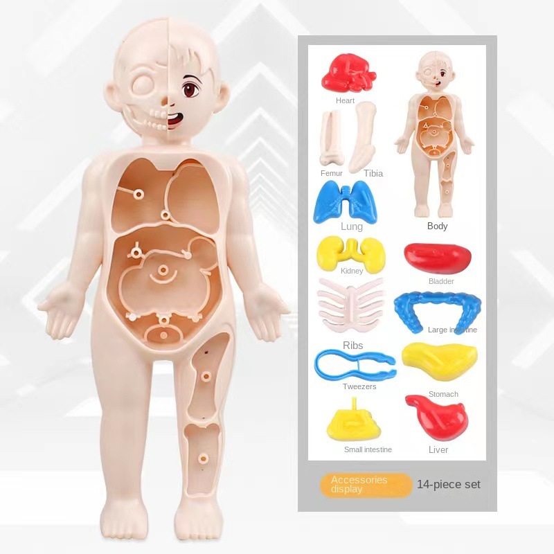 Montessori 3D Puzzle 14pcs Hum - Human Body Puzzle ulasan dan harga