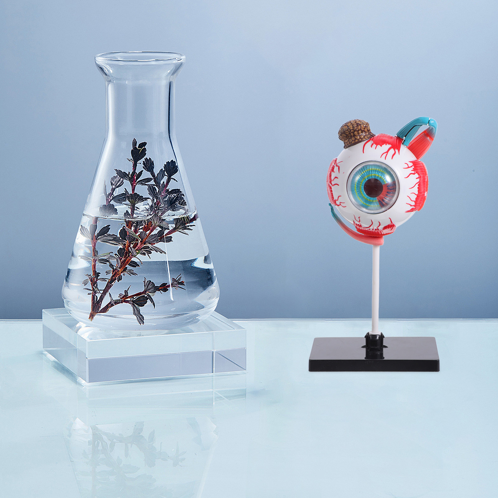Realistic Eye Anatomy Educatio - Human Body Puzzle ulasan dan harga