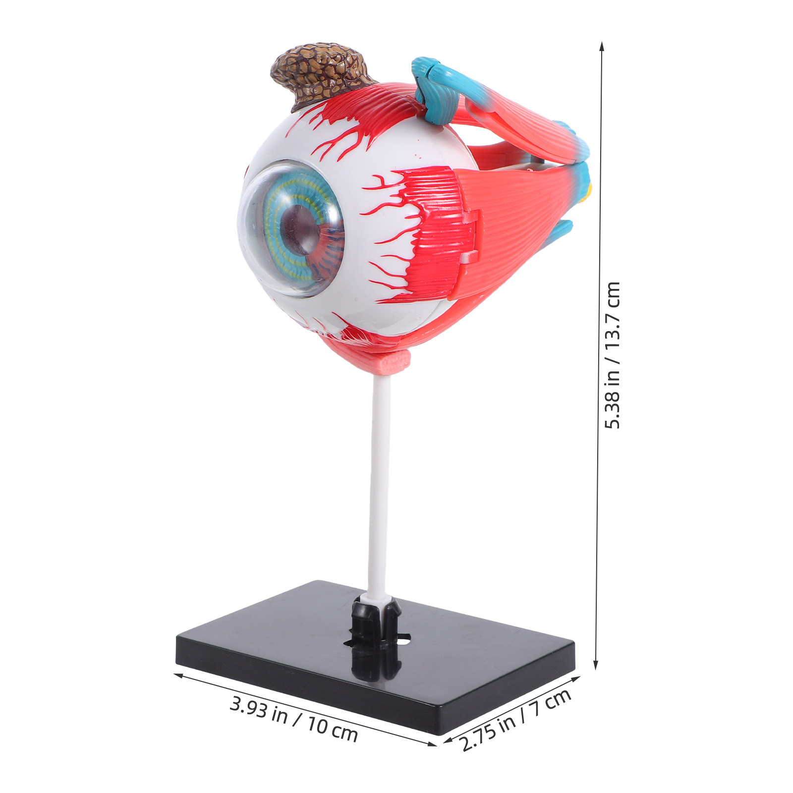 Realistic Eye Anatomy Educatio - Human Body Puzzle ulasan dan harga
