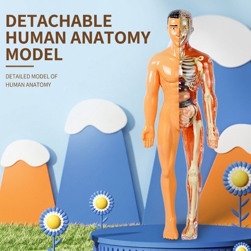 Primary School DIY Human Body  - Human Body Puzzle ulasan dan harga