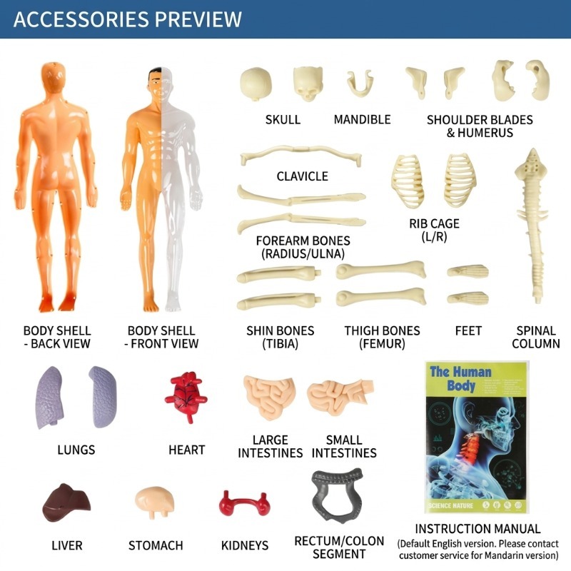 Primary School DIY Human Body  - Human Body Puzzle ulasan dan harga