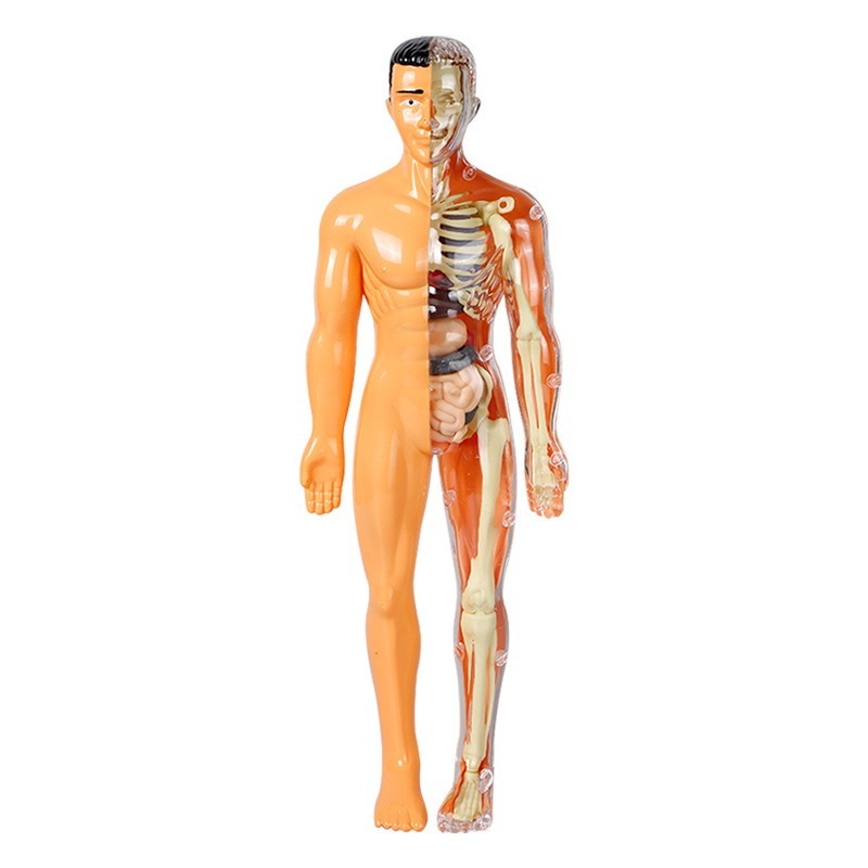 Primary School DIY Human Body  - Human Body Puzzle ulasan dan harga
