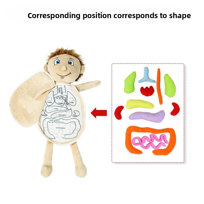 1Pc Human Organ Cognition Puzz - Human Body Puzzle ulasan dan harga