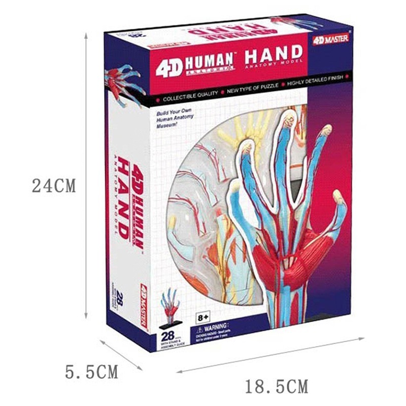 4d Master Human Hand Bone musc - Human Body Puzzle ulasan dan harga