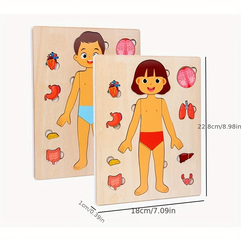 Human Body Puzzles for Kids Wo - Human Body Puzzle ulasan dan harga