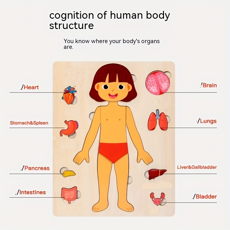 Human Body Puzzles for Kids Wo - Human Body Puzzle ulasan dan harga