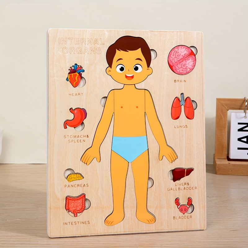 Human Body Puzzles for Kids Wo - Human Body Puzzle ulasan dan harga