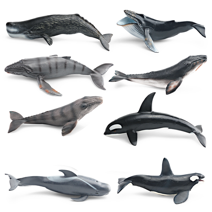 Realistic Humpback Whale Sperm - Kids Education Picture ulasan dan harga