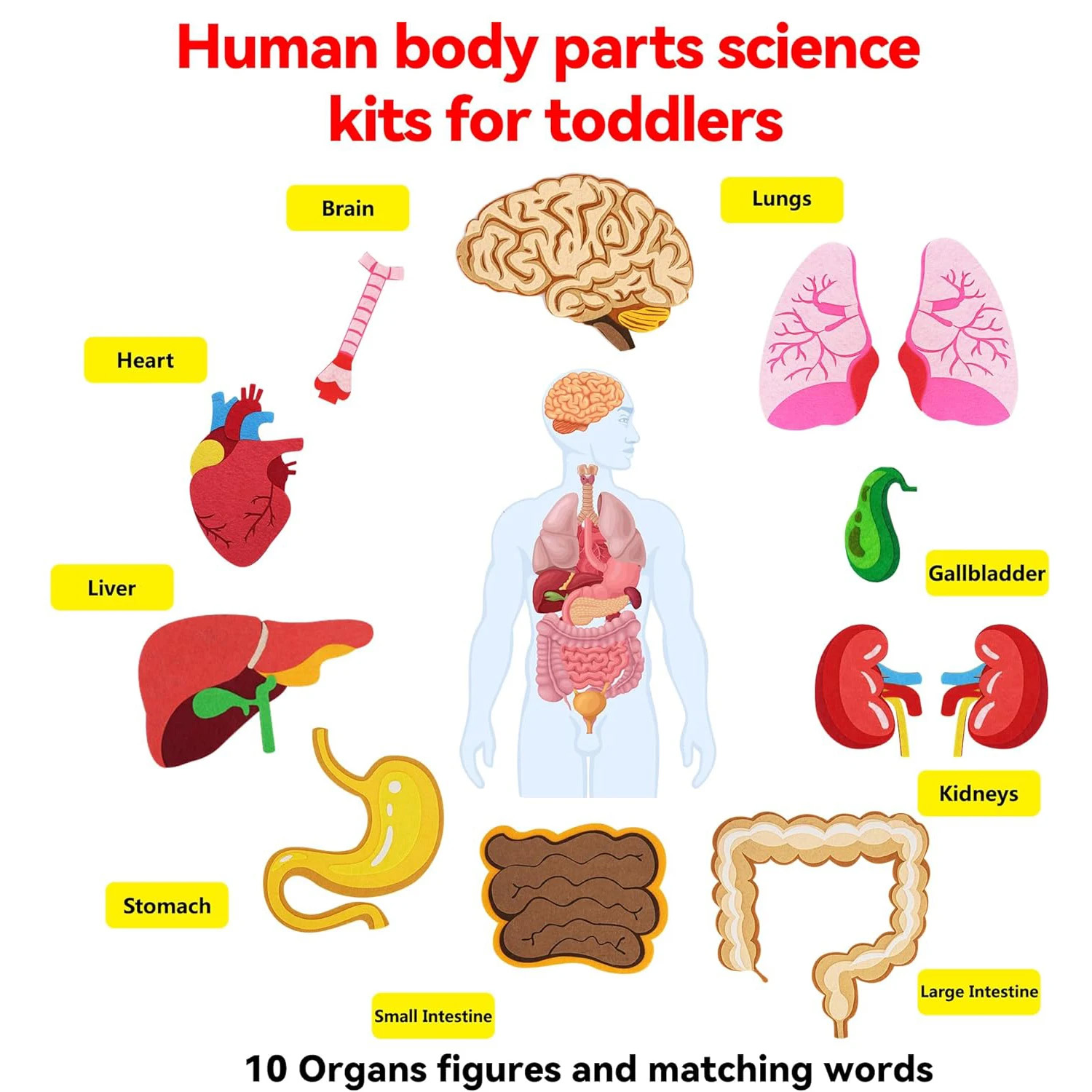 Human Body Parts Felt Board St - Human Body Puzzle ulasan dan harga