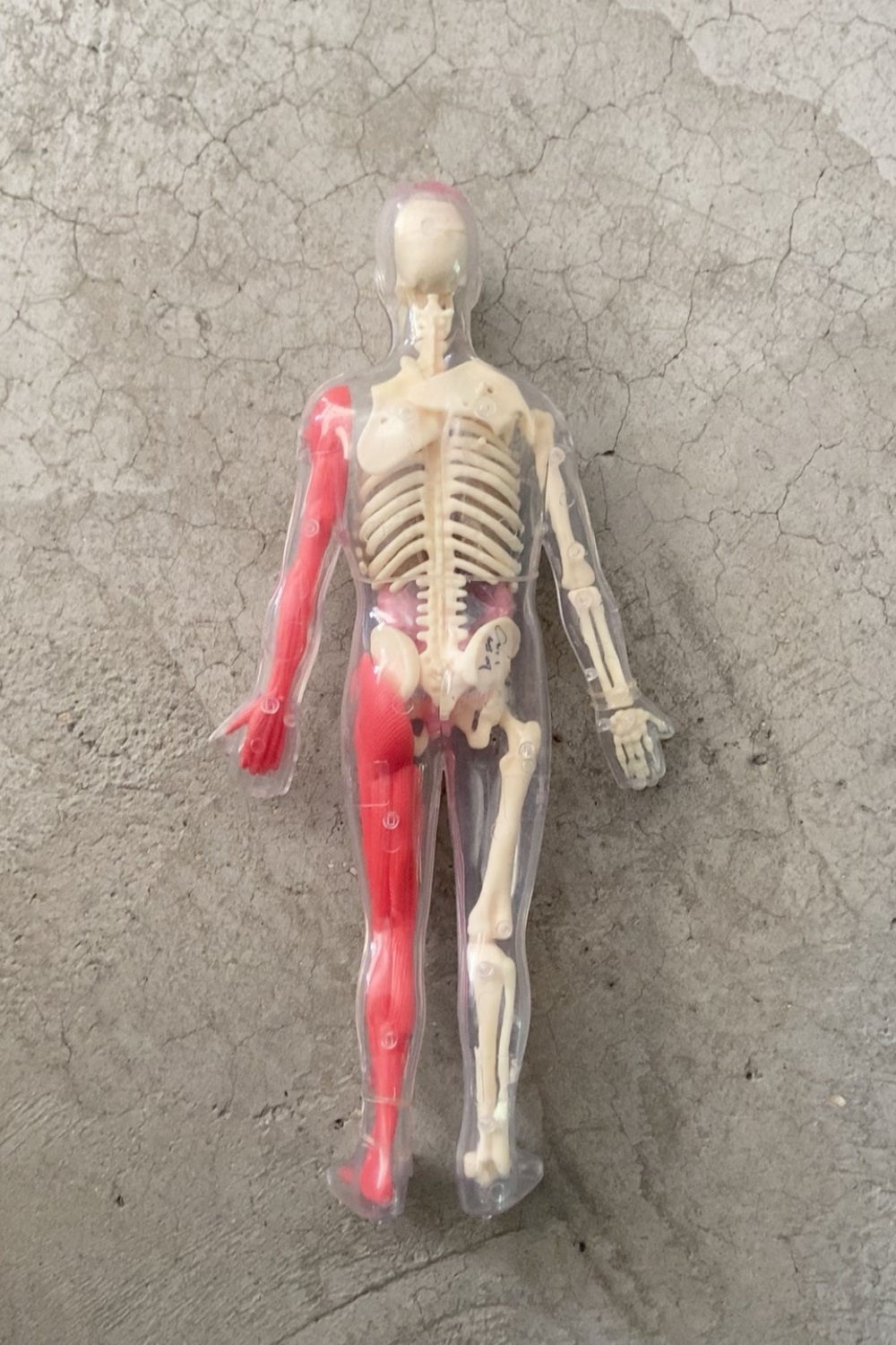 In Stock Default Defect Origin - Human Body Puzzle ulasan dan harga