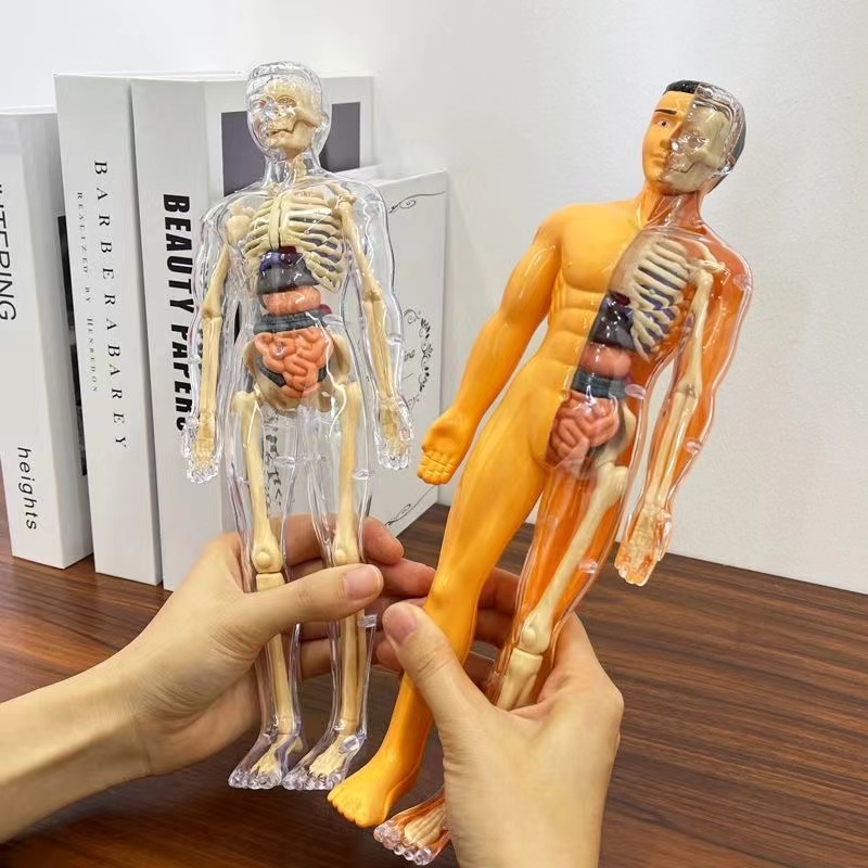 3D Human Body Torso Model for  - Human Body Puzzle ulasan dan harga