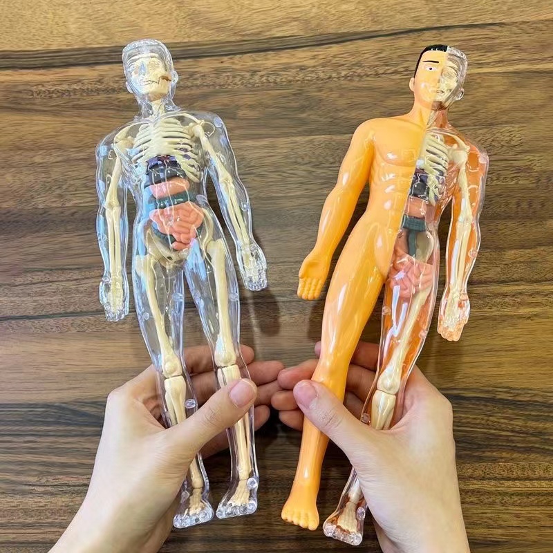 3D Human Body Torso Model for  - Human Body Puzzle ulasan dan harga