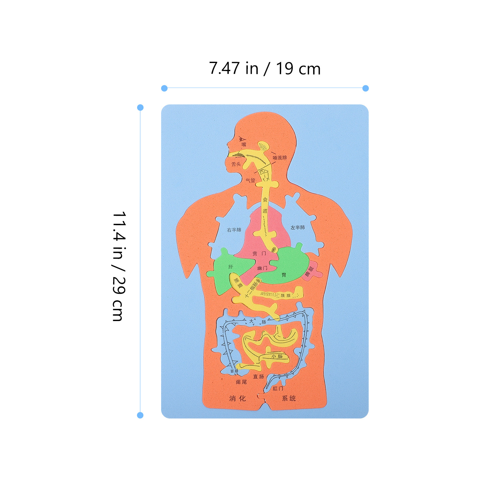 3Pcs Human Organs Puzzle Eva E - Human Body Puzzle ulasan dan harga