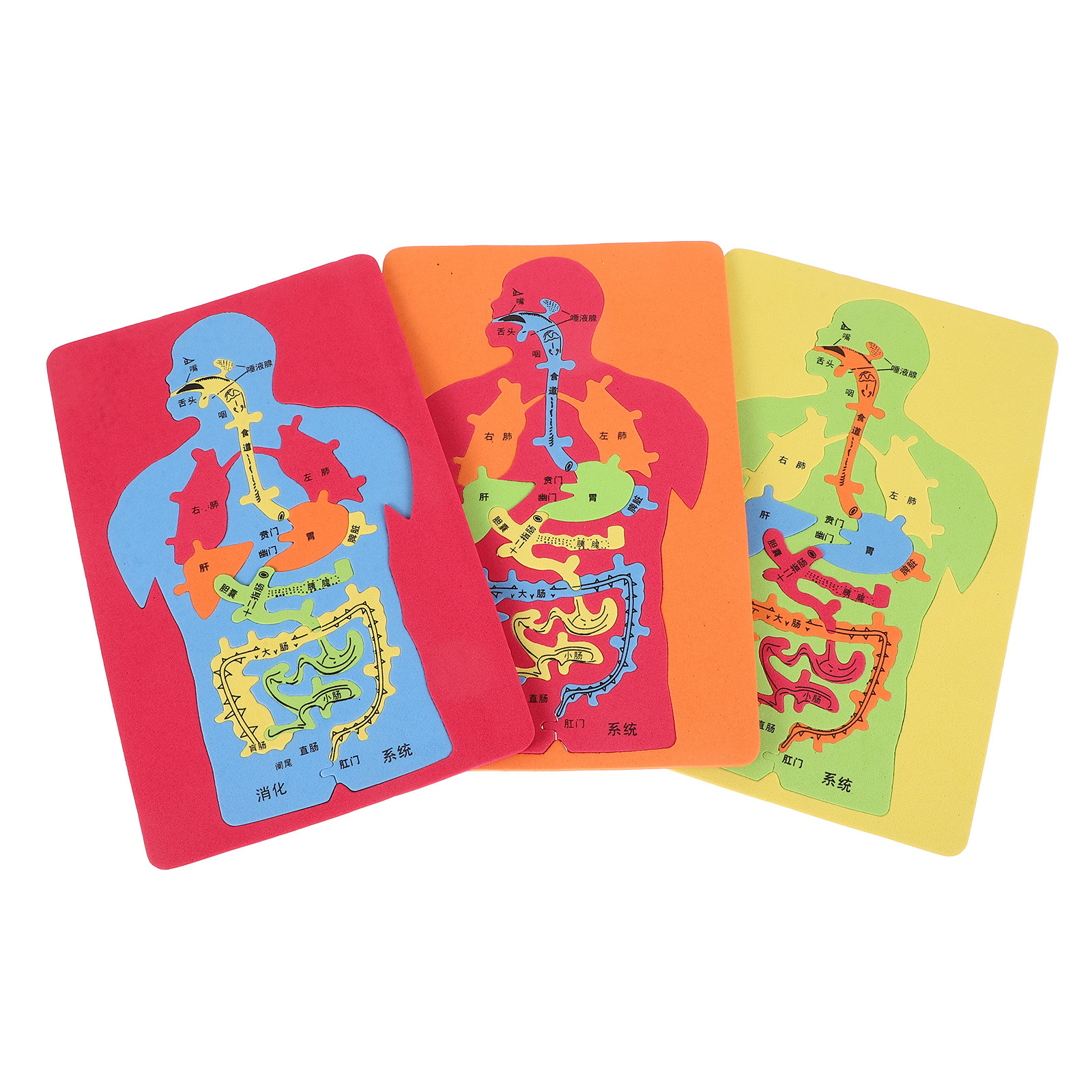 3Pcs Human Organs Puzzle Eva E - Human Body Puzzle ulasan dan harga