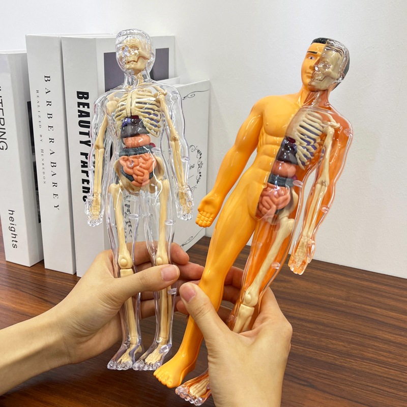 3D Human Torso Model Children' - Human Body Puzzle ulasan dan harga