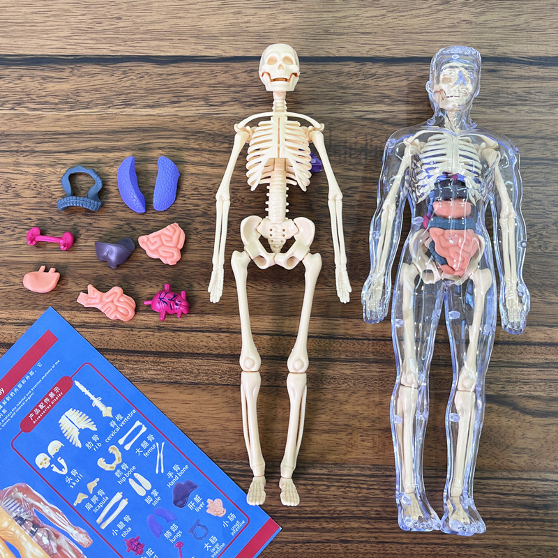 3D Human Torso Model Children' - Human Body Puzzle ulasan dan harga