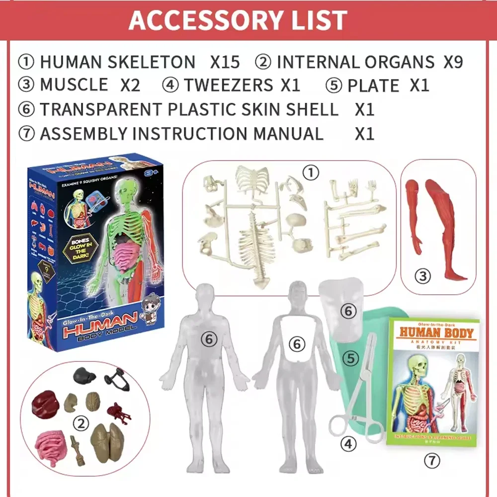 Human Skeleton Organ Anatomy B - Kids Education Music ulasan dan harga