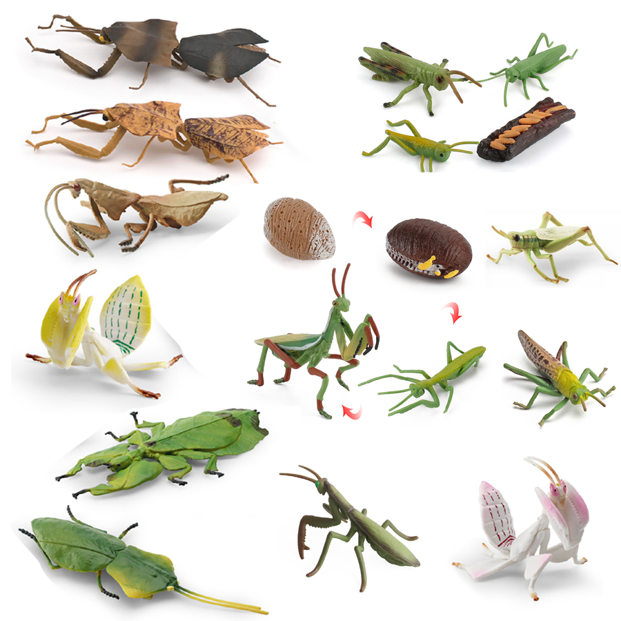 Realistic Orchid Mantis Dead L - Kids Education Picture ulasan dan harga