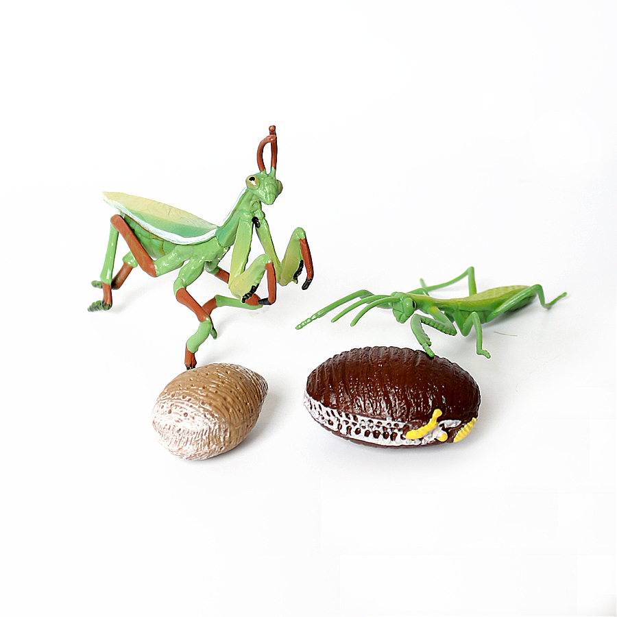 Realistic Orchid Mantis Dead L - Kids Education Picture ulasan dan harga